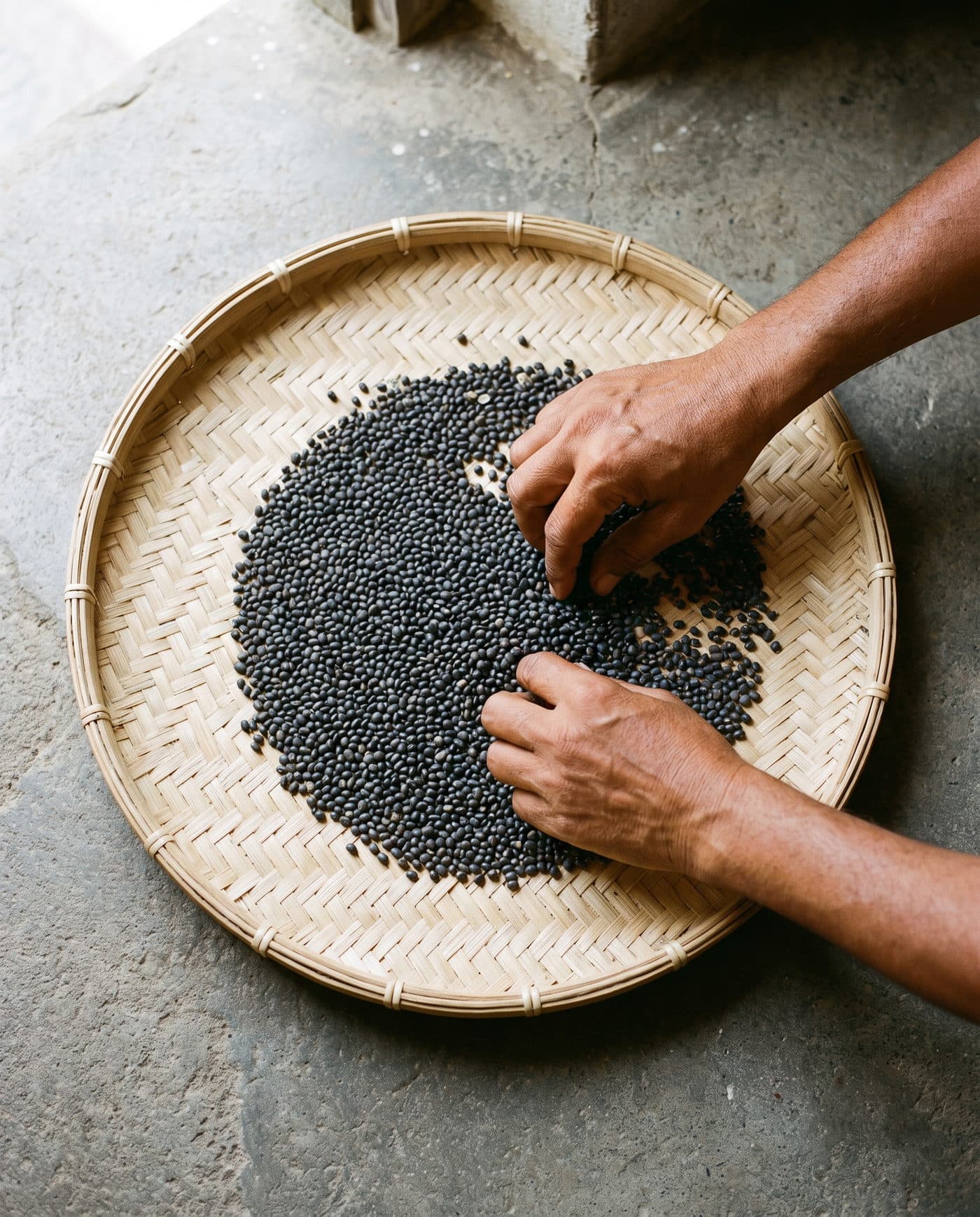 Hands sorting whole black gram on a cane winnowing tray